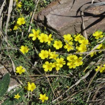 And yellow flowers